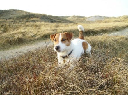 Clinton gen. "Copper" vom Nixstein