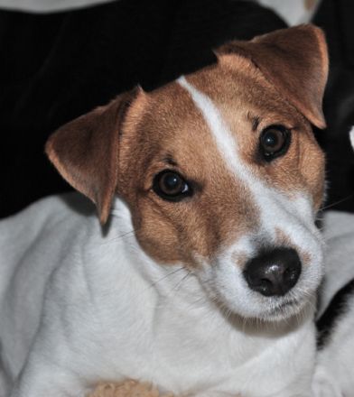 Clinton gen. "Copper" vom Nixstein