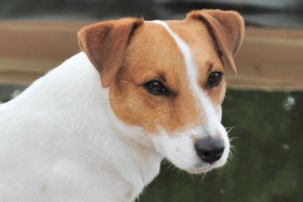 Clinton gen. "Copper" vom Nixstein