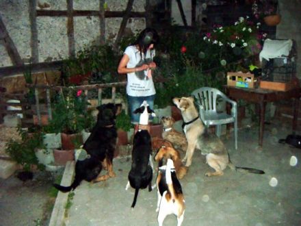 Doghouse - Mobiles HundeCenter