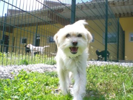 Tierhotel im Tier-Service-Zentrum