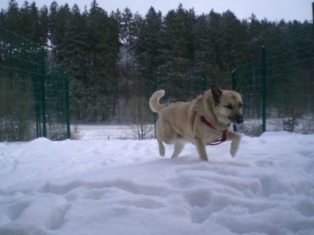 Tierhotel im Tier-Service-Zentrum