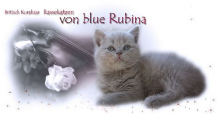 von blue Rubina