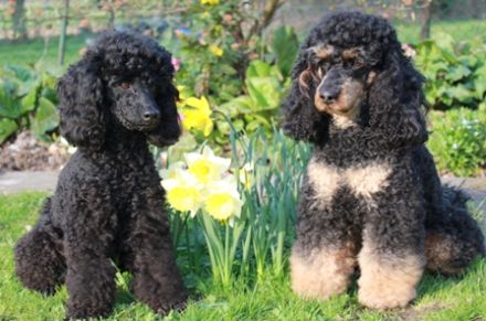 Haus Graven von der Wasserburg