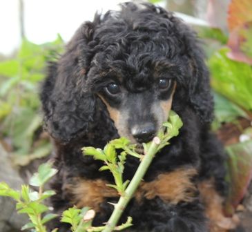 Haus Graven von der Wasserburg