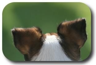 Vox Canis | Schule für Mensch & Hund in Karlsruhe