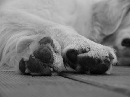 4steps4dogs Hundetraining & -verhaltenstherapie