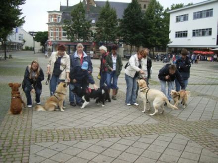 Team-Training für Mensch und Hund