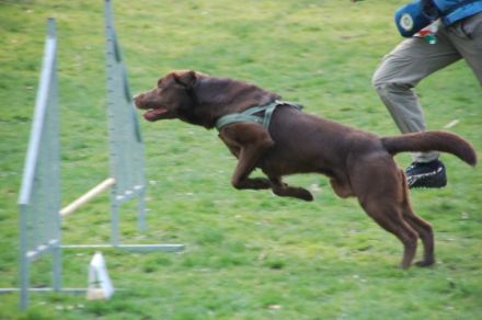 Pfotenakademie Ruhrgebiet
