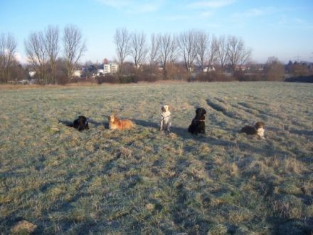 Pfotenakademie Ruhrgebiet