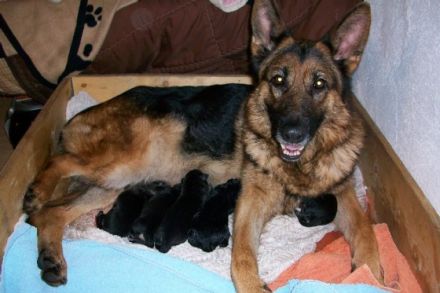 von der Ossenheimer-Mark