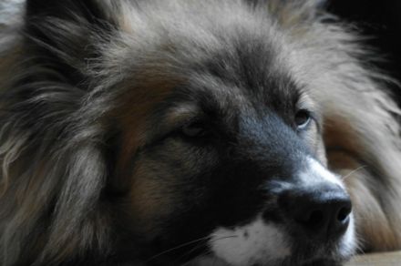 Mobiles Hundehaltertraining Lena Berke