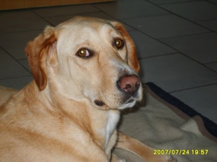 Tierphysiotherapie Zetel