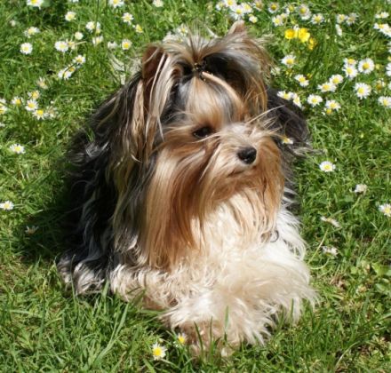 Balthasar-Richard von der Silberstraße