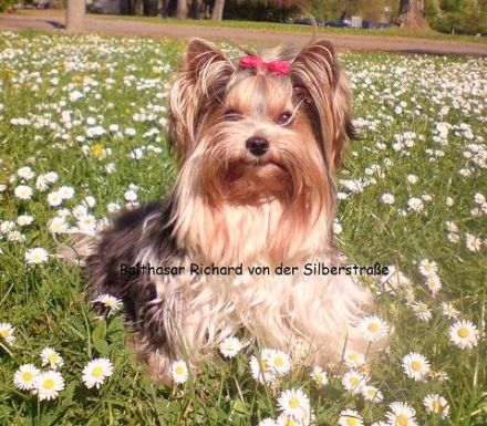 Balthasar-Richard von der Silberstraße