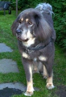 HUNDEINTERNAT BERLIN/BRANDENBURG