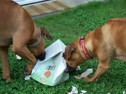 HUNDEINTERNAT BERLIN/BRANDENBURG