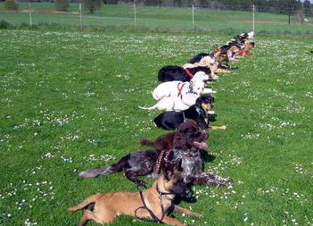 1aa Hundehotel Pohlmeyer Walsrode