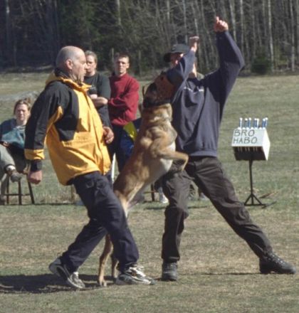 1a Hundeschule Hannover Walsrode Celle Bremen