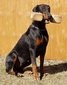 1a Hundeschule Hannover Walsrode Celle Bremen