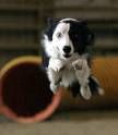 1a Hundeschule Hannover Walsrode Celle Bremen