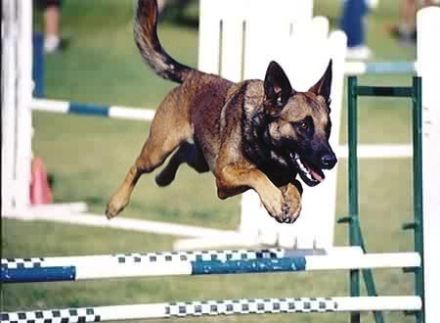 1a Hundeschule Hannover Walsrode Celle Bremen