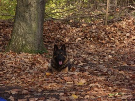 Hundetagesstätte "Wolfsblick"