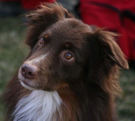 Hundepension Burgwedel