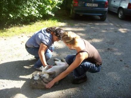 Hundeschule TIMO Witten