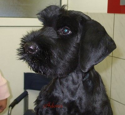 Von der Blütenstadt Orsoy