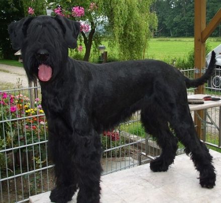 Von der Blütenstadt Orsoy