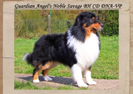 Guardian Angel's Noble Savage VDH-BH CD CDX BHP-G RN