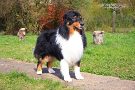 Guardian Angel's Noble Savage VDH-BH CD CDX BHP-G RN