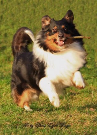 Guardian Angel's Noble Savage VDH-BH CD CDX BHP-G RN