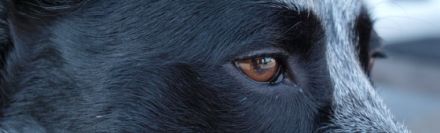 Charakter-Hund... einfach mehr wissen!