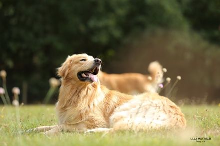 vom Wintersteiner Hofgarten