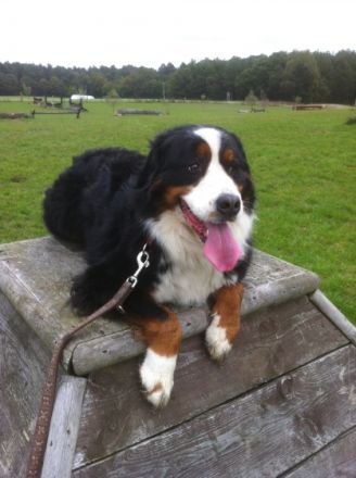 Hundetrainer Harburg