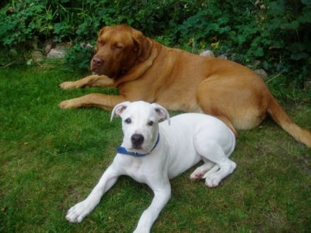 Hundetrainer Harburg