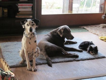 Hundepension Zaubermöndli