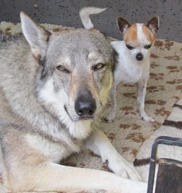 Hundepension Zaubermöndli