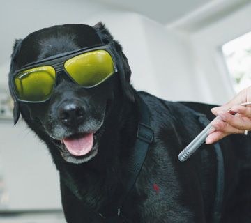 Tierarztpraxis Dr. vet. Burkhard Kersebohm