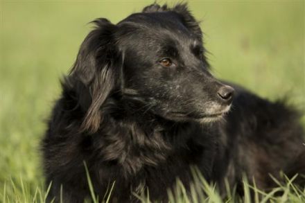 hundumagil - Physiotherapie und Osteopathie für Hunde