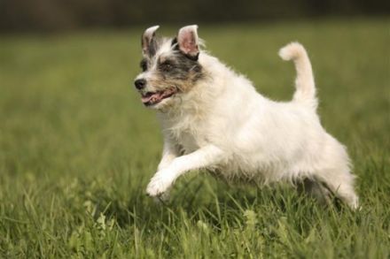 hundumagil - Physiotherapie und Osteopathie für Hunde