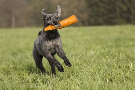 hundumagil - Physiotherapie und Osteopathie für Hunde