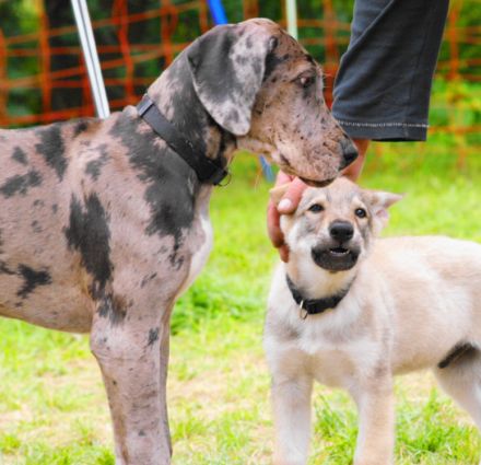 Hundeschule Wehlandt