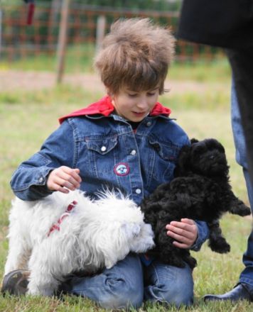 Hundeschule Wehlandt