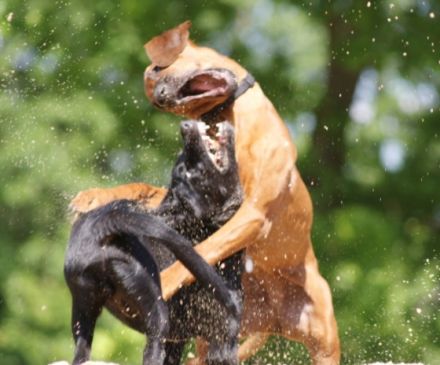 Hundeschule Wehlandt