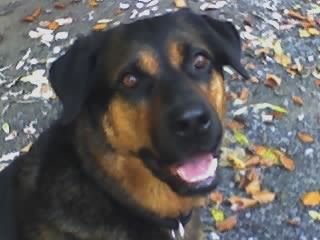 gassi-service, dog-rules in krefeld