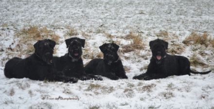 von der Stumpfenburg