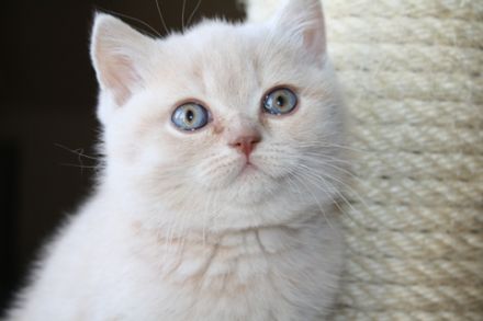 vom Dellwiger Schloß